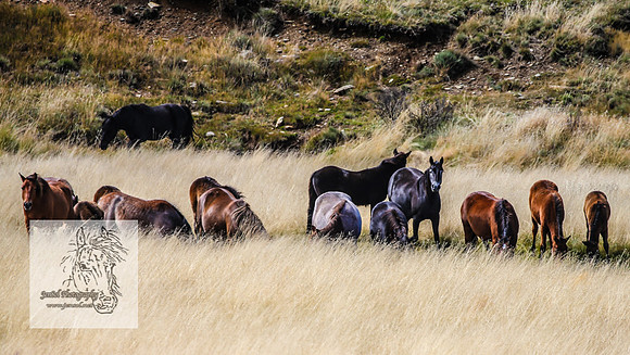 BrumbiesMar21_0050