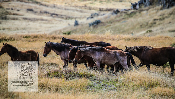 BrumbiesMar21_0089