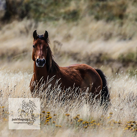 BrumbiesMar21_0061