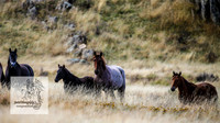 BrumbiesMar21_0078