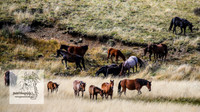 BrumbiesMar21_0038