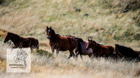BrumbiesMar21_0073
