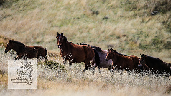 BrumbiesMar21_0073