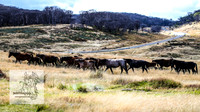 BrumbiesMar21_0101
