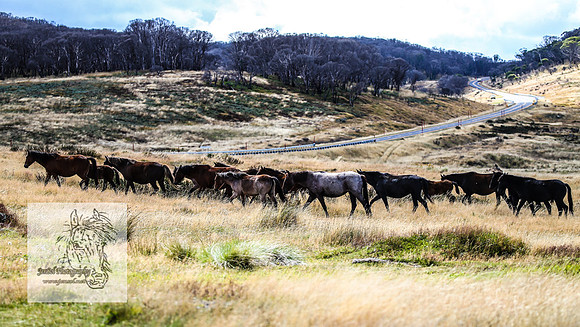 BrumbiesMar21_0101