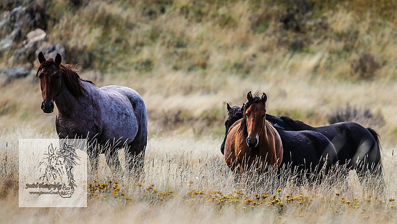BrumbiesMar21_0083