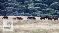 BrumbiesMar21_0019