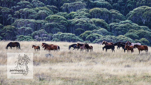 BrumbiesMar21_0019