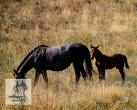 BrumbiesFeb2022_0060