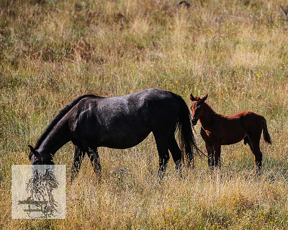 BrumbiesFeb2022_0060