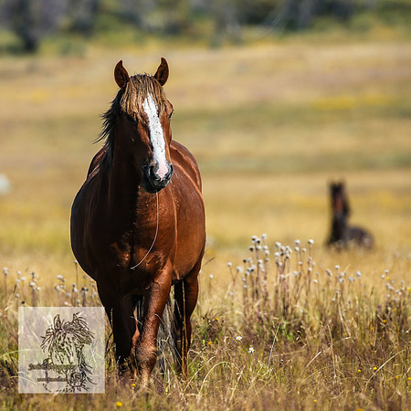 BrumbiesFeb2022_0038