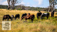 BrumbiesFeb2022_0046