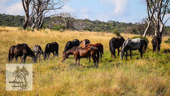 BrumbiesFeb2022_0046