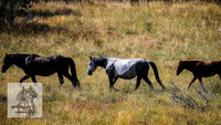 BrumbiesFeb2022_0092