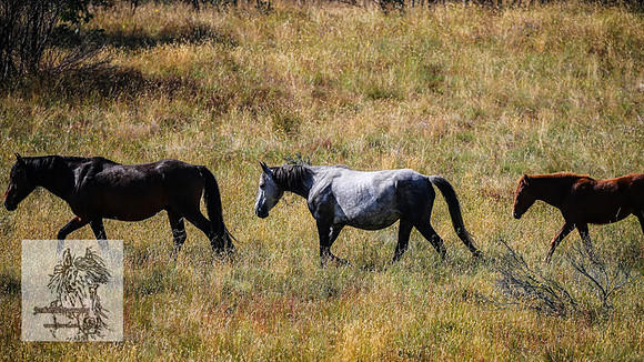BrumbiesFeb2022_0092