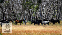 BrumbiesFeb2022_0145