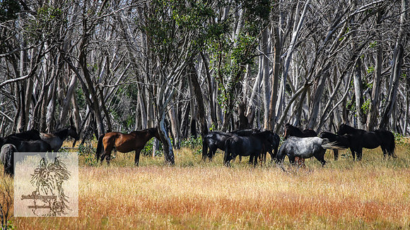BrumbiesFeb2022_0145