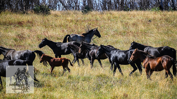 BrumbiesFeb2022_0098