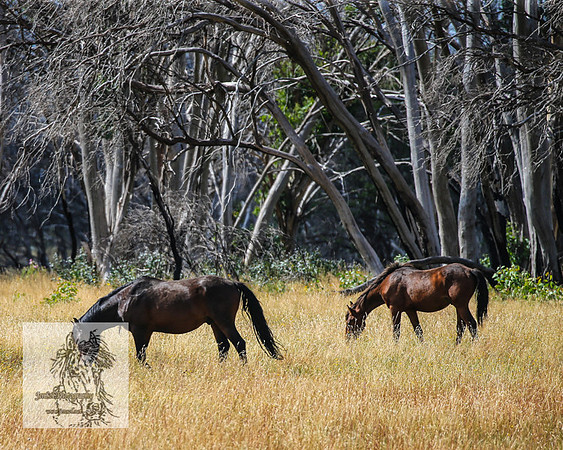 BrumbiesFeb2022_0132