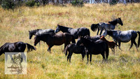 BrumbiesFeb2022_0087