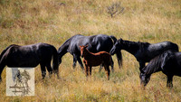 BrumbiesFeb2022_0071
