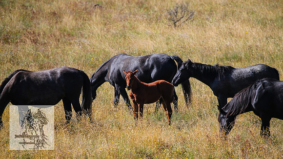 BrumbiesFeb2022_0071