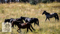 BrumbiesFeb2022_0103