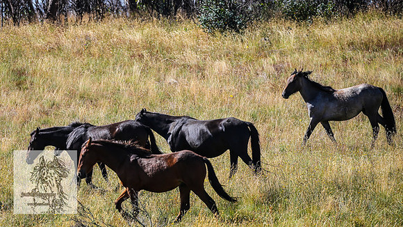 BrumbiesFeb2022_0103