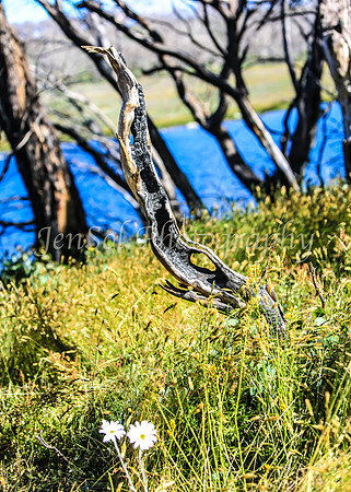 Brumbies10JanJen_0084