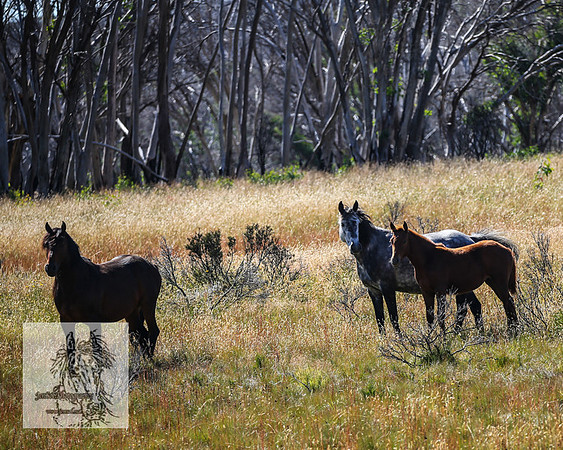 BrumbiesFeb2022_0109