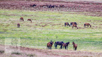 SaturdayNewYearsBrumbies_0162