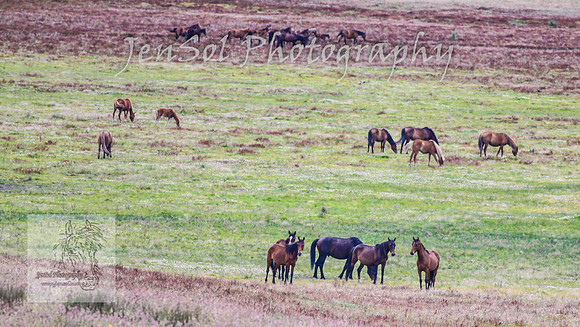 SaturdayNewYearsBrumbies_0162