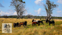 BrumbiesFeb2022_0052