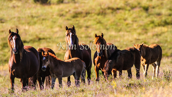 Brumbies10JanKim_0253