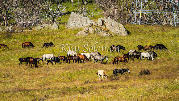 Brumbies10JanKim_0429