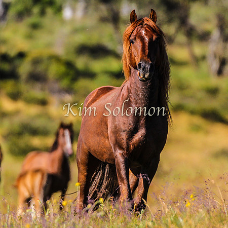 Brumbies10JanKim_0229