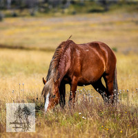 BrumbiesFeb2022_0027