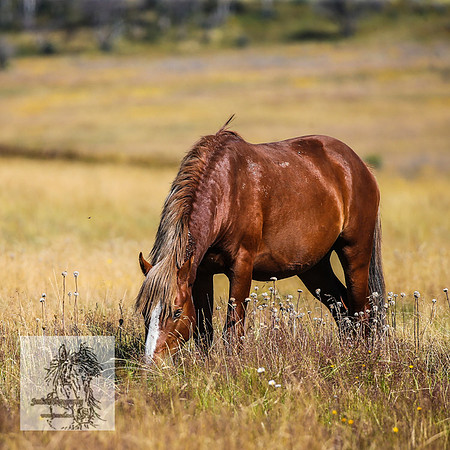 BrumbiesFeb2022_0027