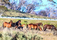 SaturdayNewYearsBrumbies_0084