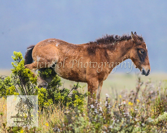 SnowyBrumbiesJan21_0007