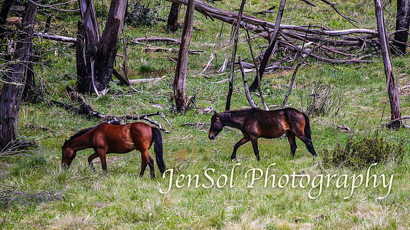 Brumbies_Nov21_0034