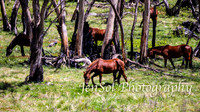 Brumbies_Nov21_0010