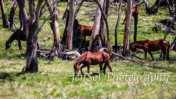 Brumbies_Nov21_0010