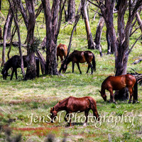 Brumbies_Nov21_0023