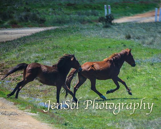 Brumbies_Nov21_0066