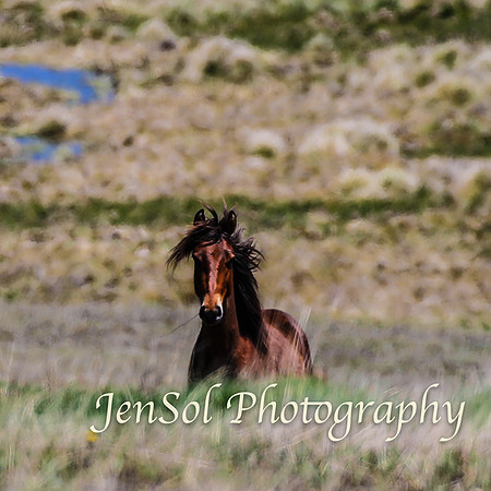 Brumbies_Nov21_0045