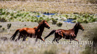 Brumbies_Nov21_0051