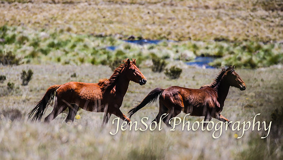 Brumbies_Nov21_0051