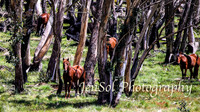 Brumbies_Nov21_0004