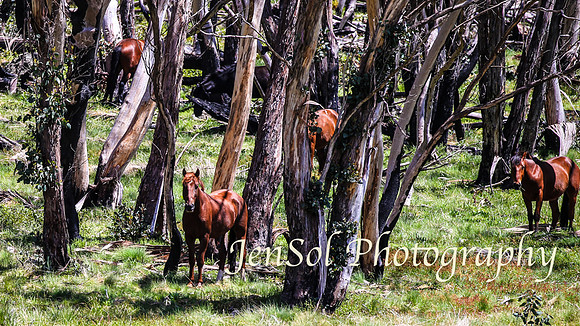 Brumbies_Nov21_0004